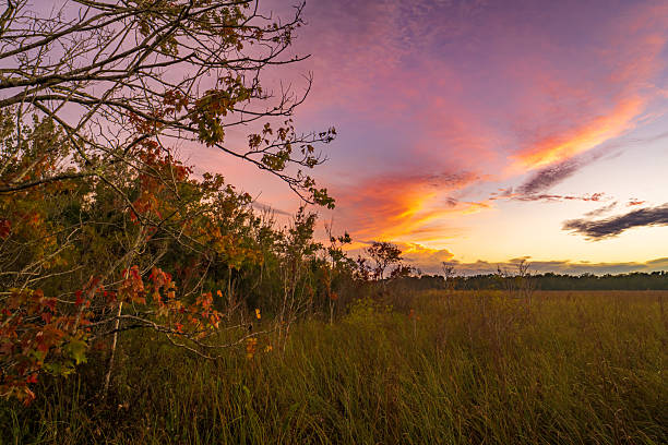 istock Sunset over Florida Sawgrass wetlands 2246041131