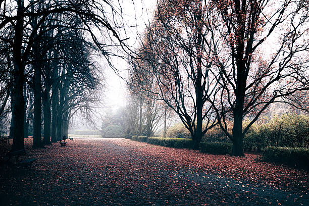 A wide pathway in a foggy autumn park covered with fallen leaves, surrounded by trees, creating a serene and atmospheric scene.