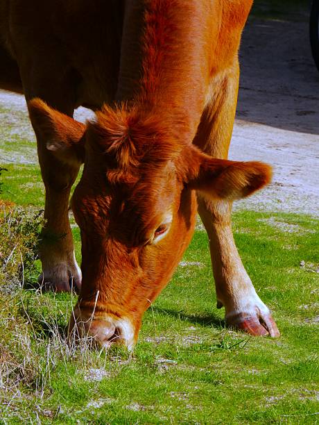 istock Cow grazing in a meadow. 2246043420