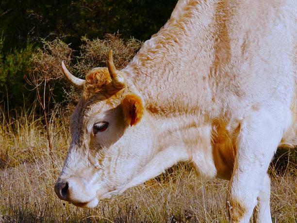 Cow grazing in a meadow in the province of Burgos, Spain.