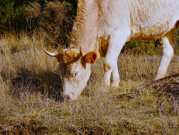 Cow grazing in a meadow in the province of Burgos, Spain.