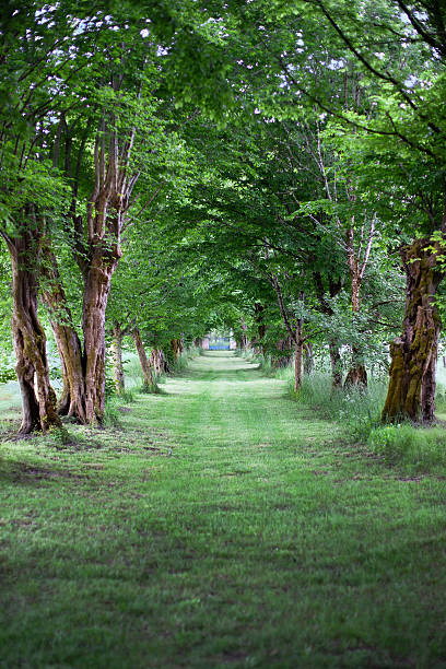 Nature background of dreamy, fairy tale and beautiful jungle forest pedestrian footpath alley way place for walking in tunnel of old oak green trees light up with sun rays trough grass at sunset on spring day