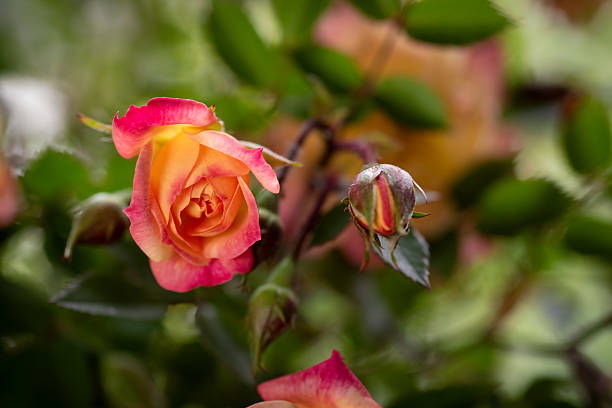 The image features a vibrant multicolor rose in full bloom, showcasing delicate petals with shades of pink and orange, surrounded by lush green leaves and a budding flower awaiting to blossom.