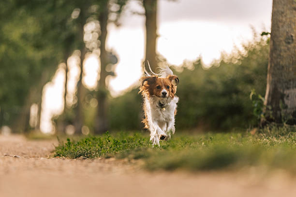 istock Kooikerhondje running freely through park alley 2246044611