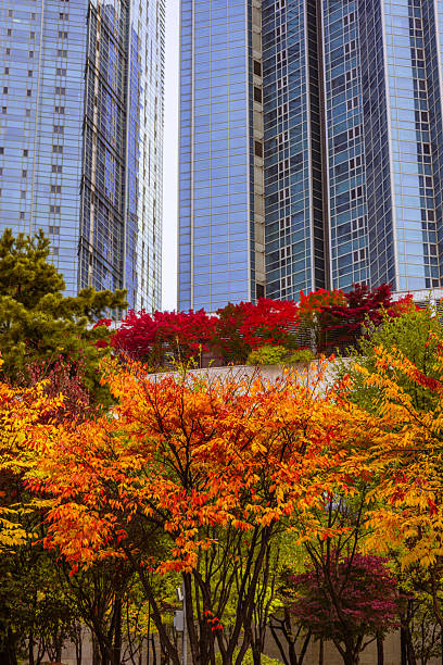 Mesmerizing road in Seoul near Hapjeong during Autumn. Fall in South Korea has extremly saturated and hypnotizing colors.