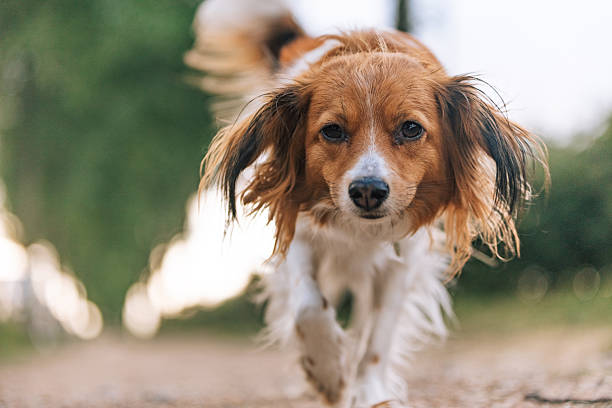 istock Kooikerhondje dog walking toward camera on park path 2246045059