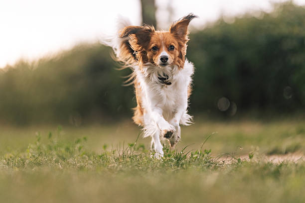 istock Kooikerhondje jumping over grass in motion 2246045481