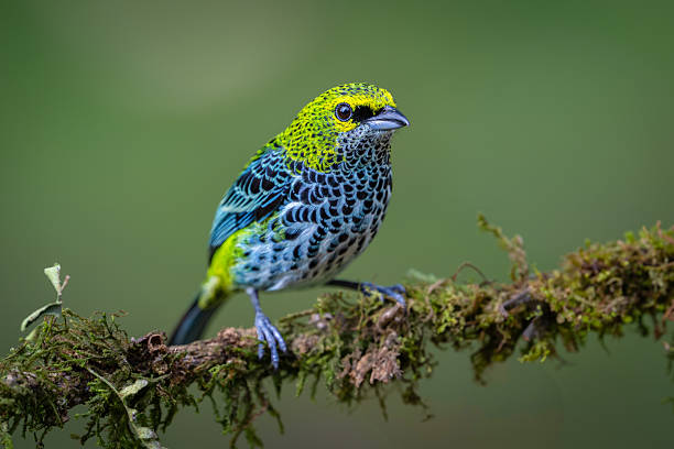The speckled tanager (Ixothraupis guttata) is a medium-sized passerine bird. Bird in the nature habitat, on a branch with moss. Birdwatching in Costa Rica. Wildlife scene from nature.