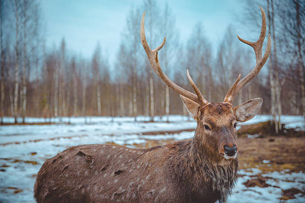 Winter wildlife landscape with noble deers Cervus Elaphus. Deer with large Horns with snow on the foreground and looking at camera. Natural habitat