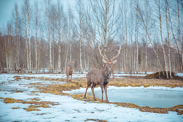 istock Two Deer in a Snowy Winter Birch Forest 2246046701