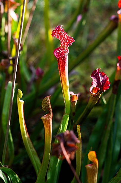 istock Carnivorous flower growing in the garden in summer, selective focus. 2246047870