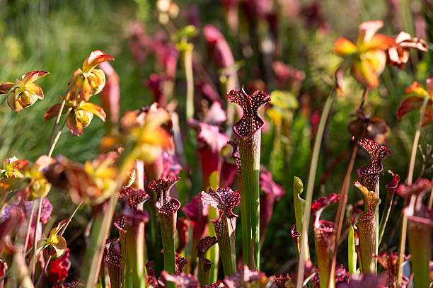 istock Carnivorous flower growing in the garden in summer, selective focus. 2246047871