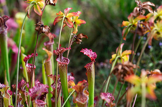 istock Carnivorous flower growing in the garden in summer, selective focus. 2246047874