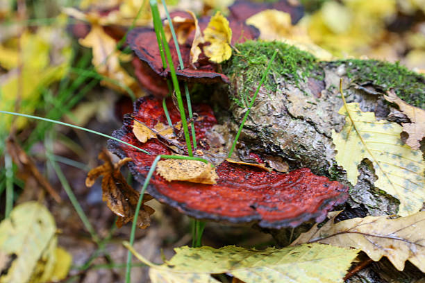 A bright red bracket fungus grows on a moss-covered piece of old bark or log, surrounded by a blurred background of yellow autumn leaves. The macro shot captures the saturated colors and texture of woodland life on a damp autumn day.