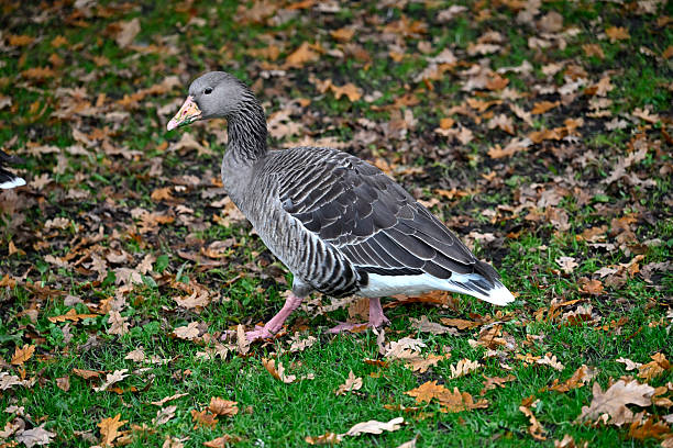 Graylag Goose walking around in Hamburg Park.
