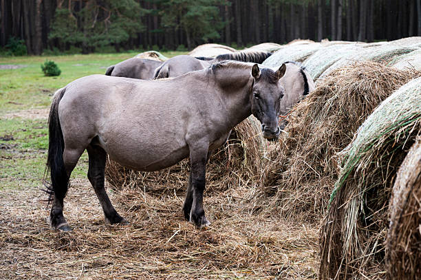 istock A Polish horse grazing in a forest in a herd. Selective focus. 2246048379