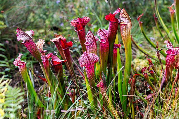 istock Carnivorous flower growing in the garden in summer, selective focus. 2246049098