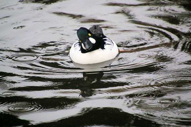 istock A close up of a Barrows Goldeneye 2246050492