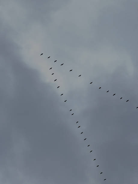 istock Flock of migratory birds flying in V-shaped formation 2246053349