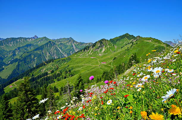 istock Flower meadow in the Bavarian Alps 2246054138