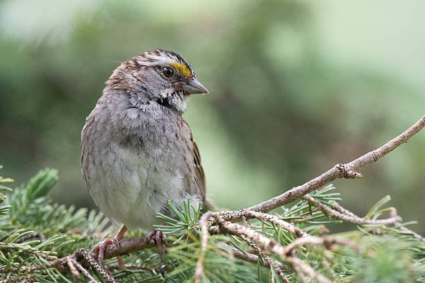 istock Juvenile White Throated Sparrow 2246054417