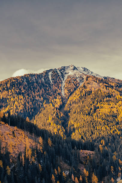 istock Sunlit Forested Mountains, Pfundser Tschey, Tyrol, Austria 2246055600