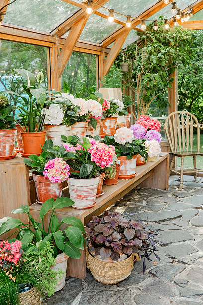 istock Assorted potted plants with textures and colors for gardening and home decor 2246056754