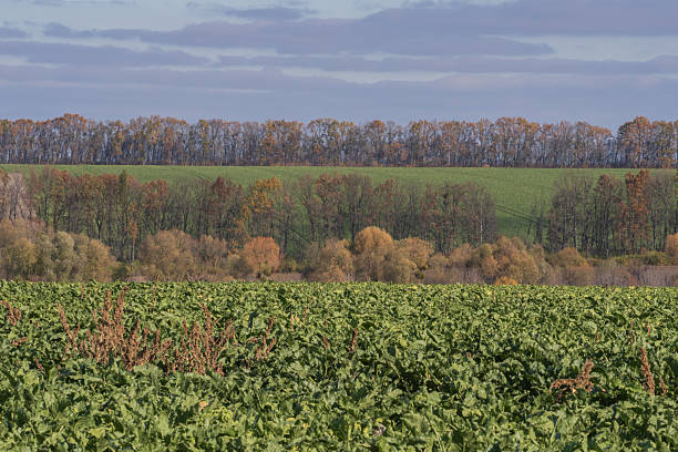 Green beets in the field in the summer, a sunny day in the field with growing green sugar beet