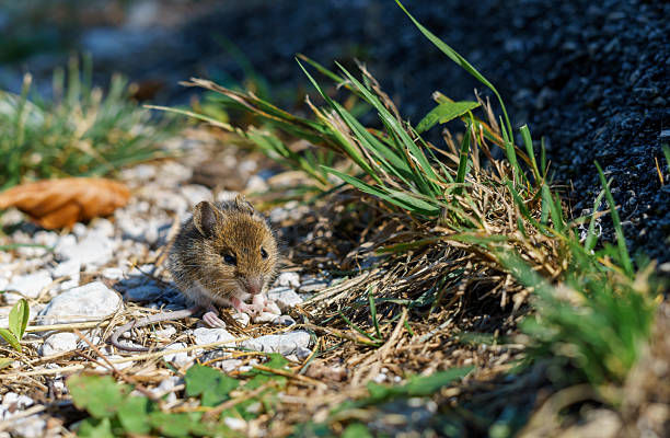 A small brown mouse sits on the ground, looking curiously at the camera. Small rodent in natural habitat