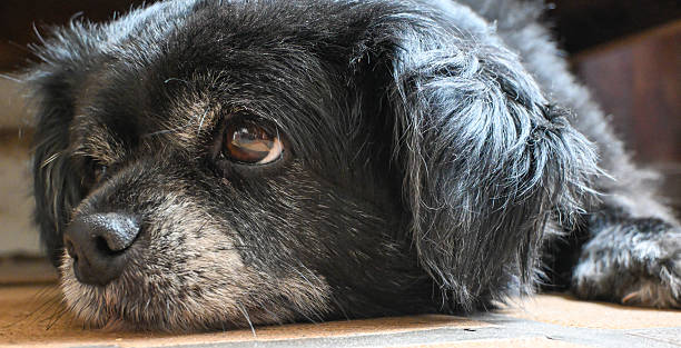 istock Small dog, a small, almost elderly dog, black with white markings, with a tired look, posing against a dark background with selective focus. 2246062372
