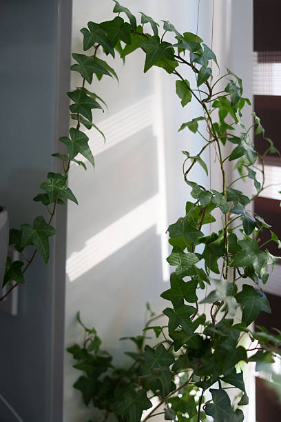 istock sunlit indoor ivy vine gracefully climbs up a modern interior, casting delicate shadows on the wall and adding lush greenery to a serene living space with contrasting light and dark elements 2246062425