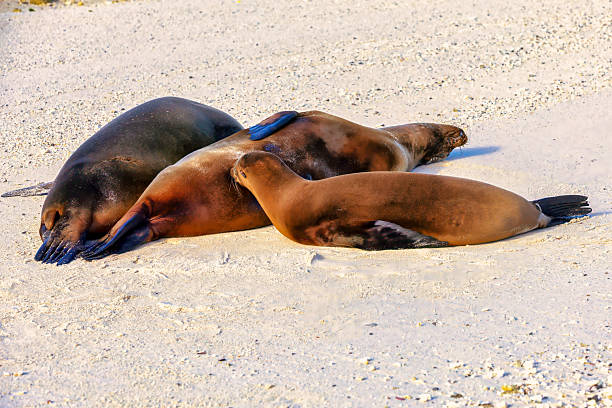 Galapagos sea lions resting and nursing  on the beach in early morning -