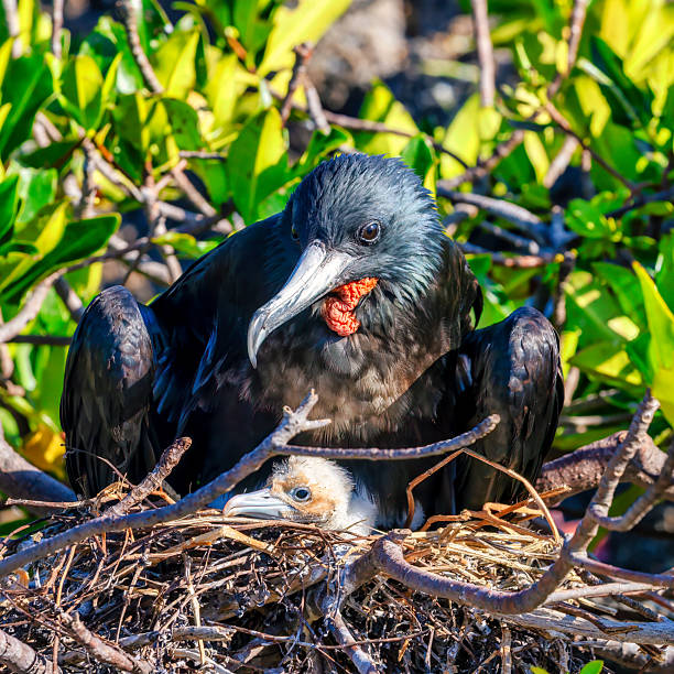 Frigatebird on nest with young chick in the Galápagos Islands