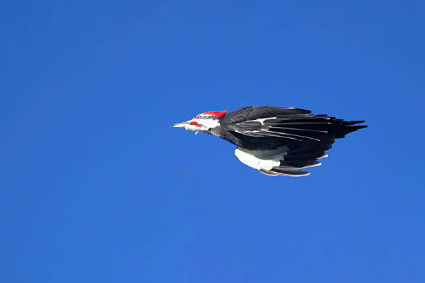 Pileated Woodpecker in flight in winter in Alberta, Canada