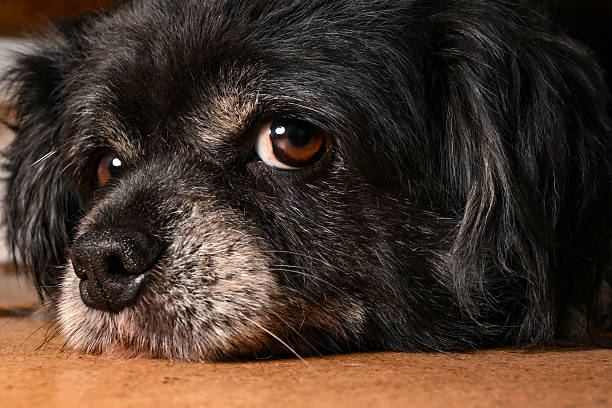 istock Small dog, a small, almost elderly dog, black with white markings, with a tired look, posing against a dark background with selective focus. 2246064116
