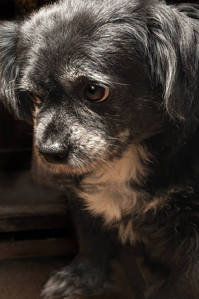 istock Small dog, a small, almost elderly dog, black with white markings, with a tired look, posing against a dark background with selective focus. 2246064135