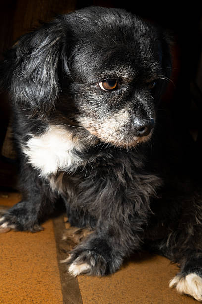 istock Small dog, a small, almost elderly dog, black with white markings, with a tired look, posing against a dark background with selective focus. 2246064179