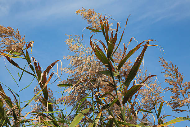 A stunning view of tall grass swaying gently in the wind under a bright blue sky, capturing the essence of serenity and the beauty of nature on a perfect summer day.