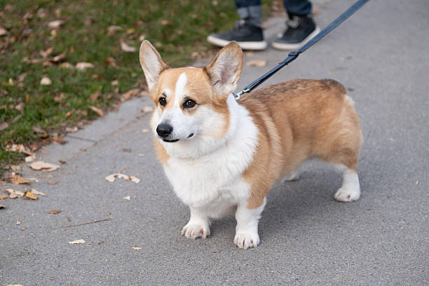 istock Corgi dog standing on leash during outdoor walk 2246065505