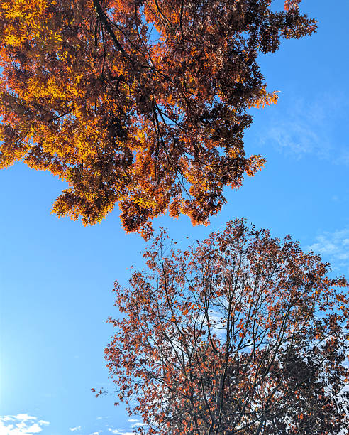 istock Low Angle View of Two Trees and a Clear Sky over Canada 2246067765