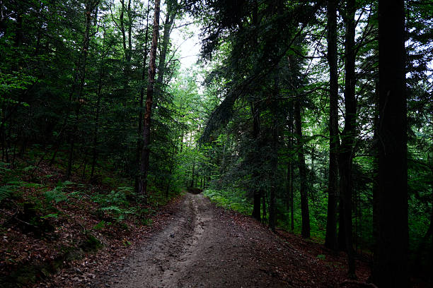 istock A forest path in the evening forest is mysterious and has its own atmosphere. 2246067952