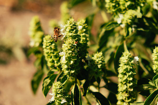 close-up basil flower spikes with pollinator, sunlit herb garden, delicate green inflorescences, warm golden