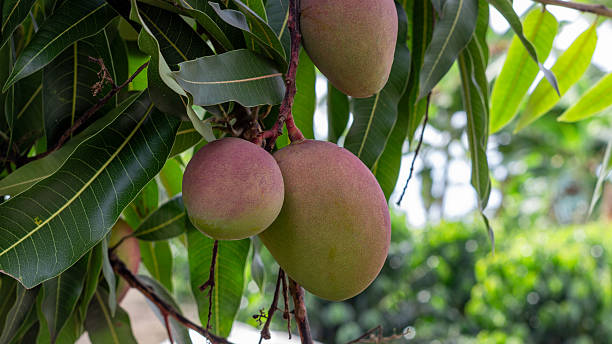 istock Ripe Purple Mangoes Hanging from Branch 2246068501
