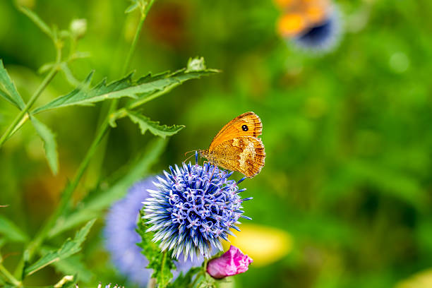 Orange Butterfly Resting on Blue Thistle Flower in a Summer Meadow
