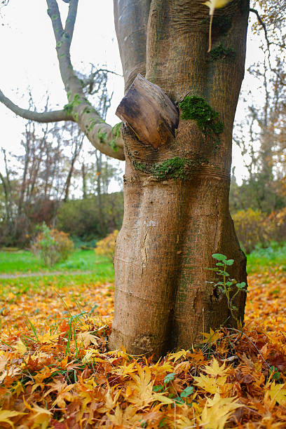 Late Autumn leaves on the ground with tree, taken in England