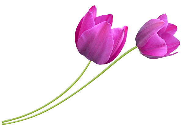 Branch of tulip flowers isolate white