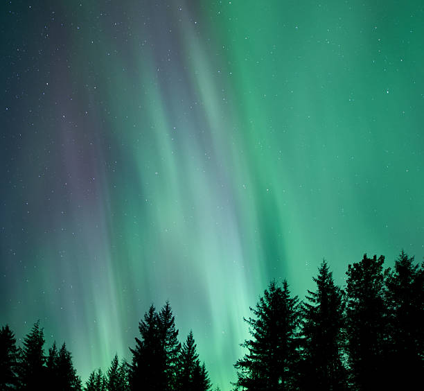 istock Northern lights with spruce trees in Alaska 2246070432