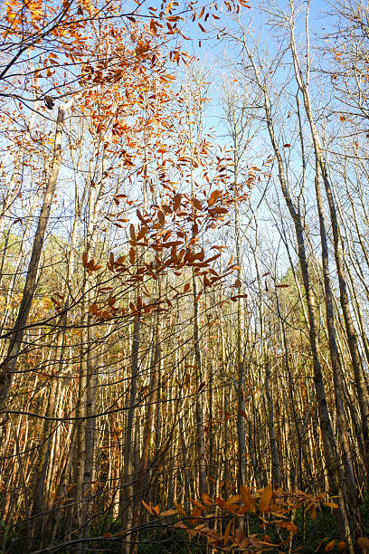 istock Autumn leaves on trees - green and yellow 2246071104