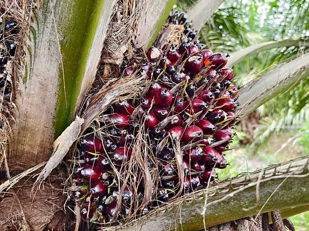 istock oil palm fruit on the tree and ripe 2246071562