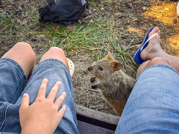 Relaxing Outdoors With A Curious Quokka By Our Side In Perth Park Setting